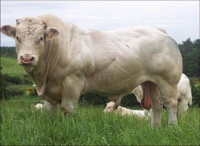 ������ţ