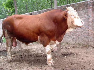 ��������ţ