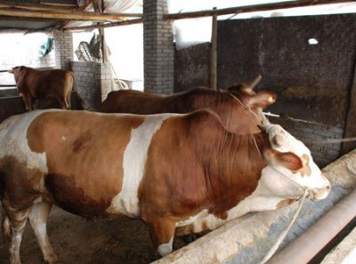 ��������ţ