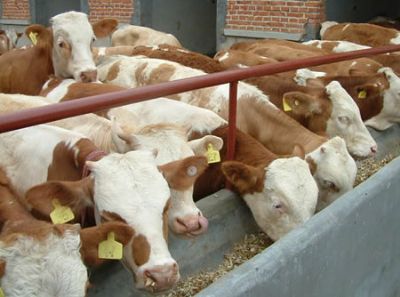 ��������ţ