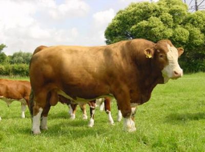 ��������ţ