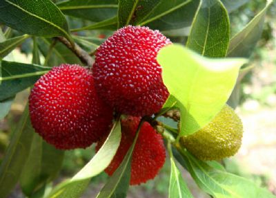 ������÷