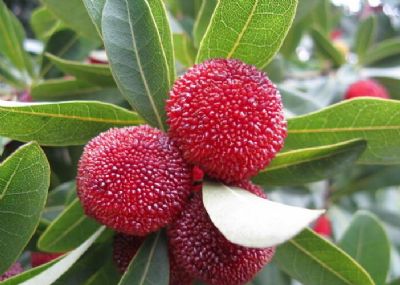 ������÷