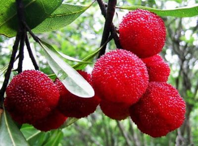 ������÷