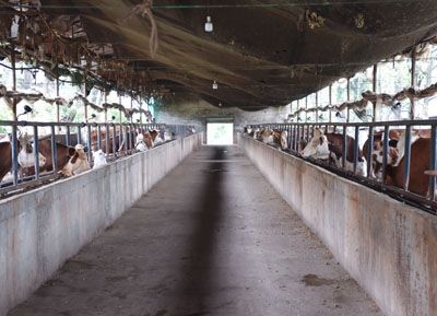 ��ֳ����