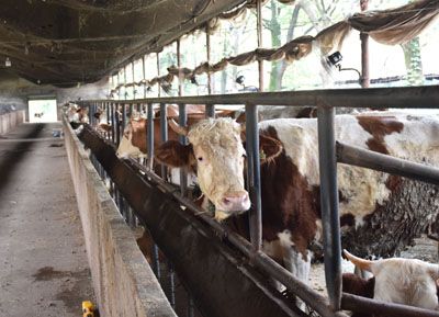 ��ֳ����