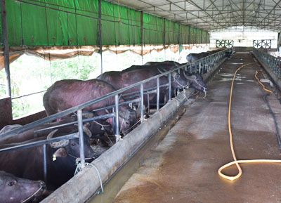 ��ֳ����