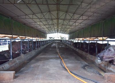 ��ֳ����