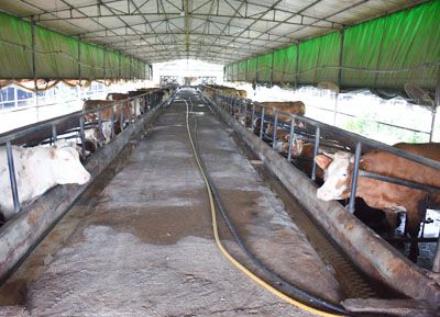 ��ֳ����