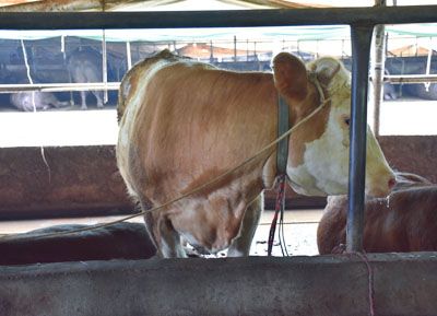 ��ֳ����