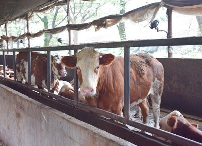 ��ֳ����